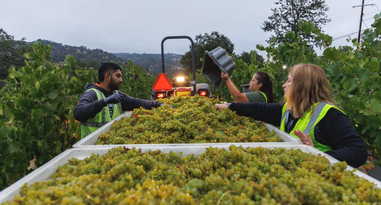 The 2025 California winegrape harvest ended in early November following a cool, steady growing season setting a standout season.