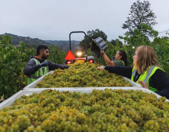 The 2025 California winegrape harvest ended in early November following a cool, steady growing season setting a standout season.