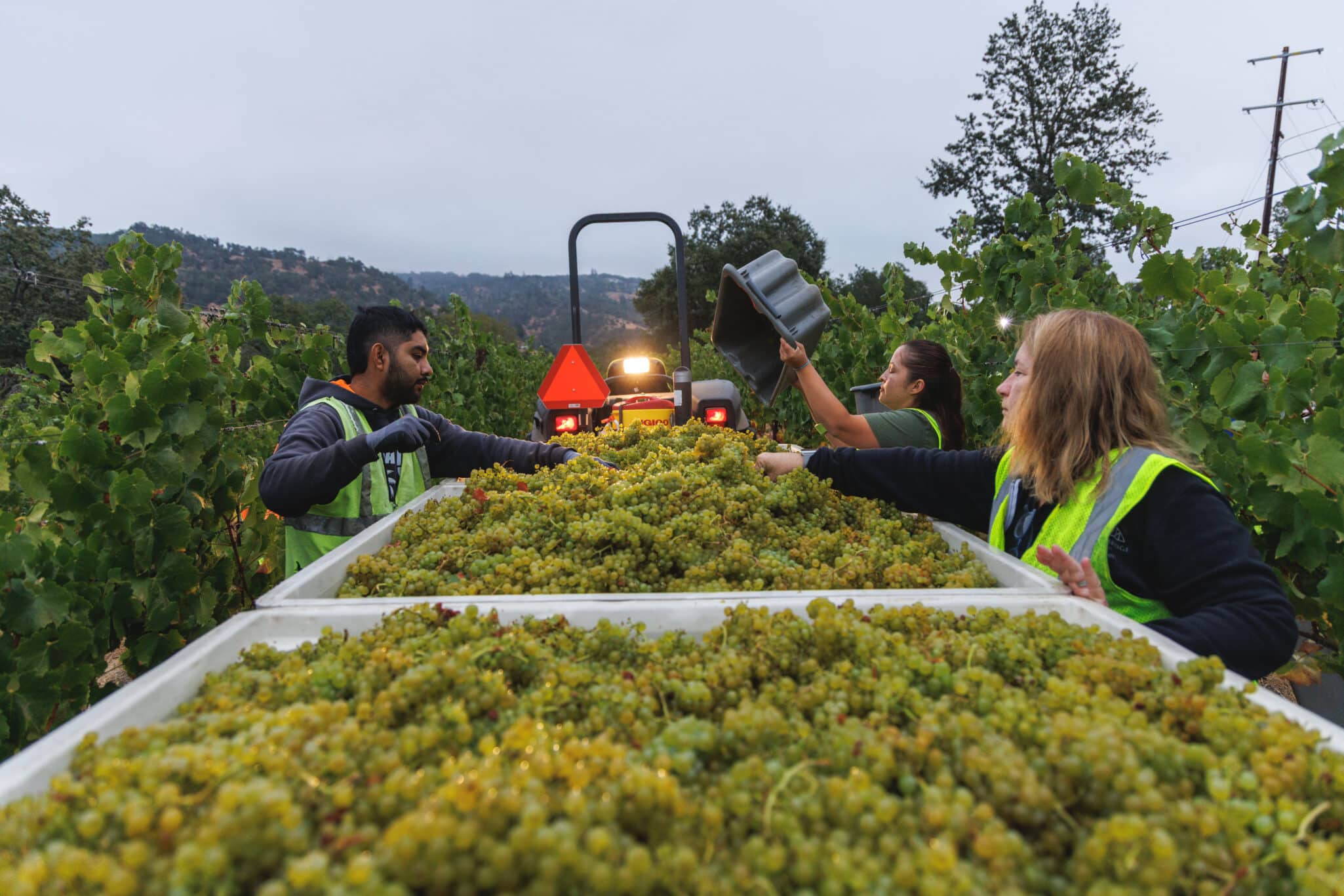 The 2025 California winegrape harvest ended in early November following a cool, steady growing season setting a standout season.