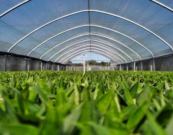 Vertical farming and greenhouse technology companies accounted for the majority of indoor farming M&A activity in 2025.