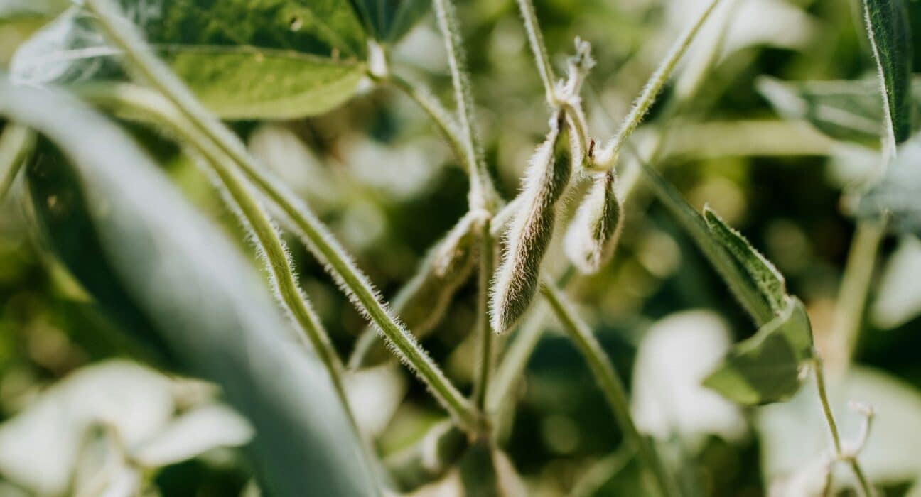 Protealis, a European specialist in non-GMO legume seeds and seed technologies, has announced new funding from VLAIO.