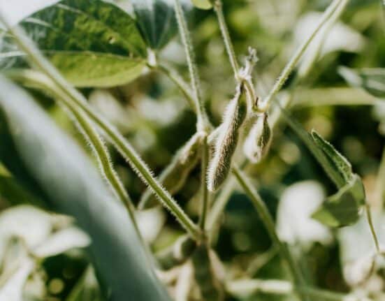 Protealis, a European specialist in non-GMO legume seeds and seed technologies, has announced new funding from VLAIO.