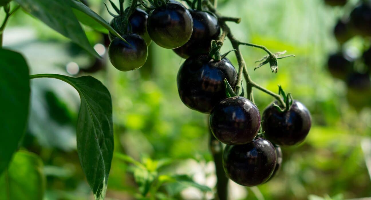 UKUAT has raised concerns over a planned 94% increase in electricity network standing charges from April 2026.