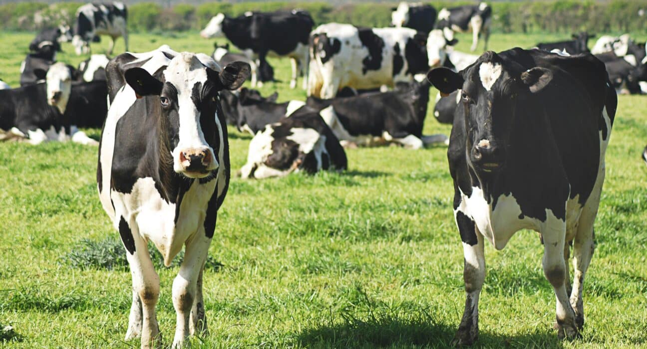 Explore the booming livestock sector as funding hits $238.9 million in 2025 with a focus on innovative livestock technologies.