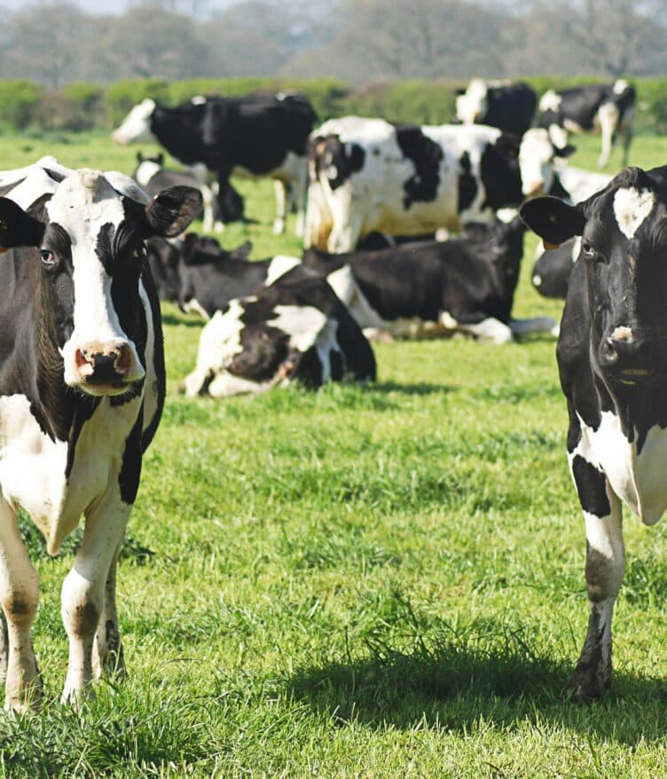 Explore the booming livestock sector as funding hits $238.9 million in 2025 with a focus on innovative livestock technologies.