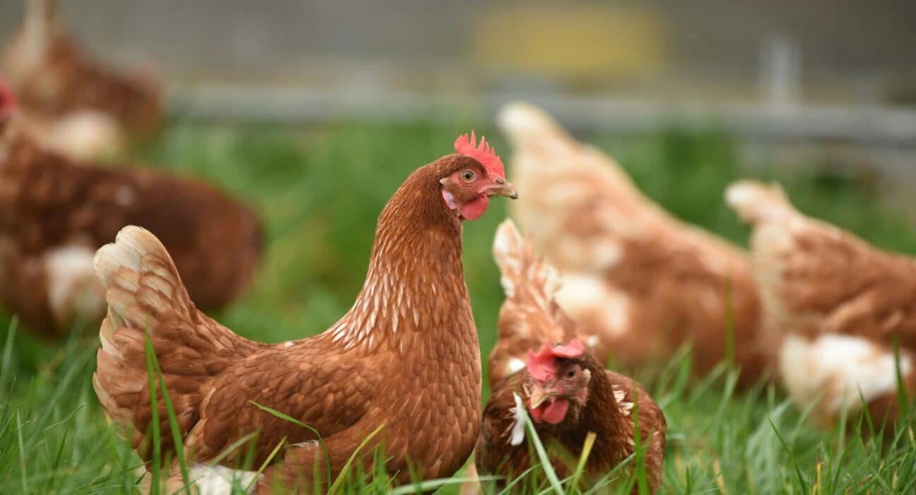 MGNC has completed development of its Next-Generation Smart Poultry Farming System (SPFS 2.0).