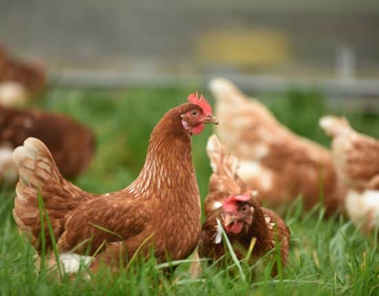 MGNC has completed development of its Next-Generation Smart Poultry Farming System (SPFS 2.0).