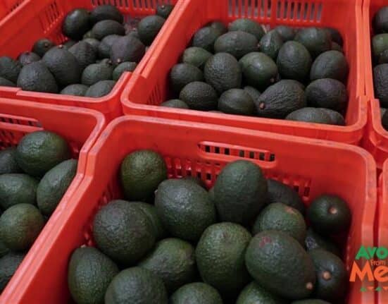 Mexican avocado imports to the U.S. are projected to reach 2.5 billion pounds in the 2025–2026 season, according to Avocados From Mexico.