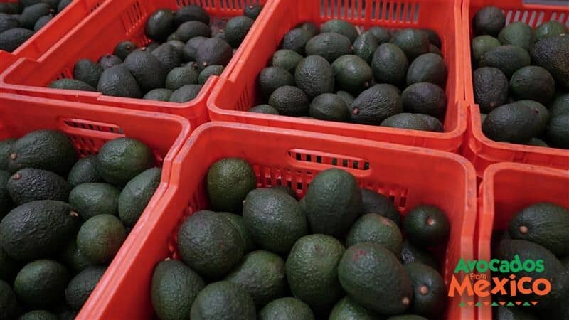 Mexican avocado imports to the U.S. are projected to reach 2.5 billion pounds in the 2025–2026 season, according to Avocados From Mexico.