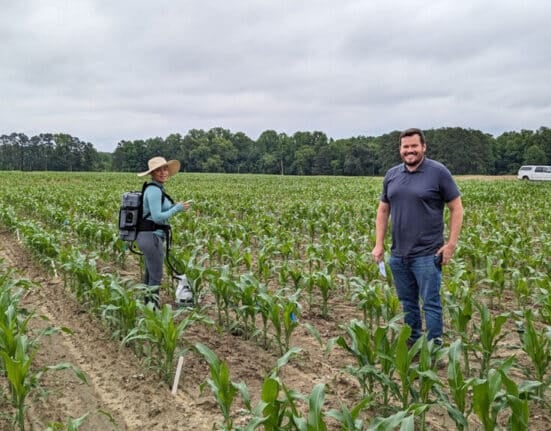 NC State University researchers completed a three-year study on nitrogen-related emissions from corn fields in North Carolina.