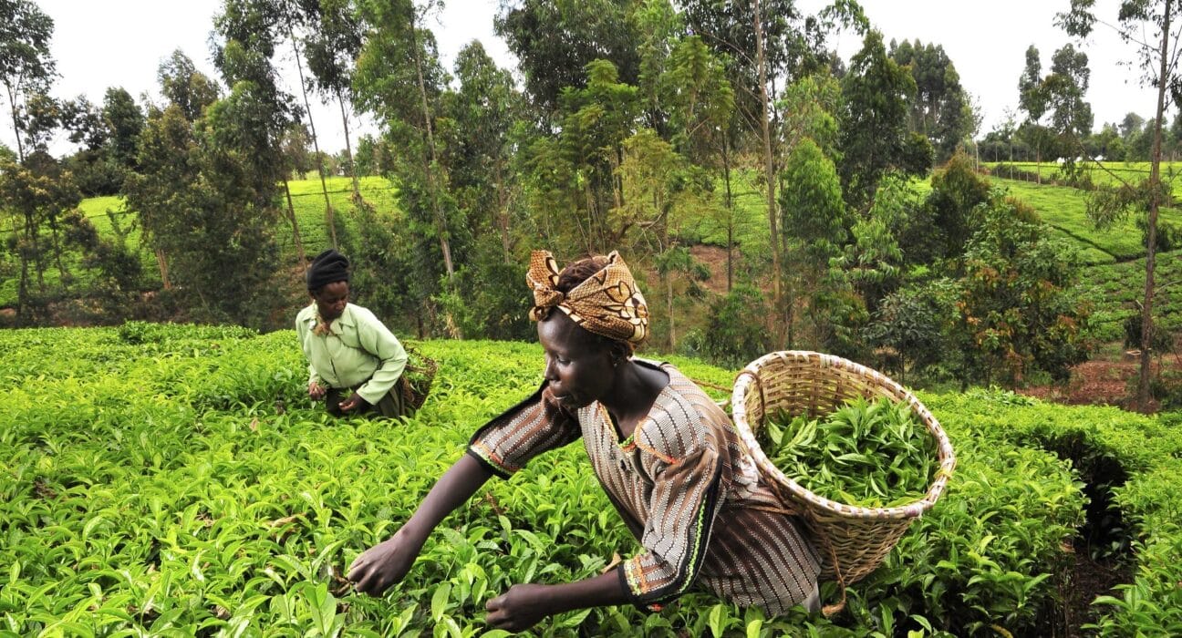 A Chungnam-led academic study finds that stronger adaptive capacity reduces migration during drought and armed conflict in Africa.