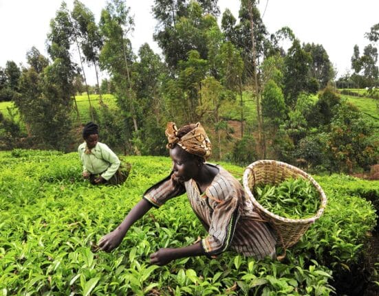 A Chungnam-led academic study finds that stronger adaptive capacity reduces migration during drought and armed conflict in Africa.