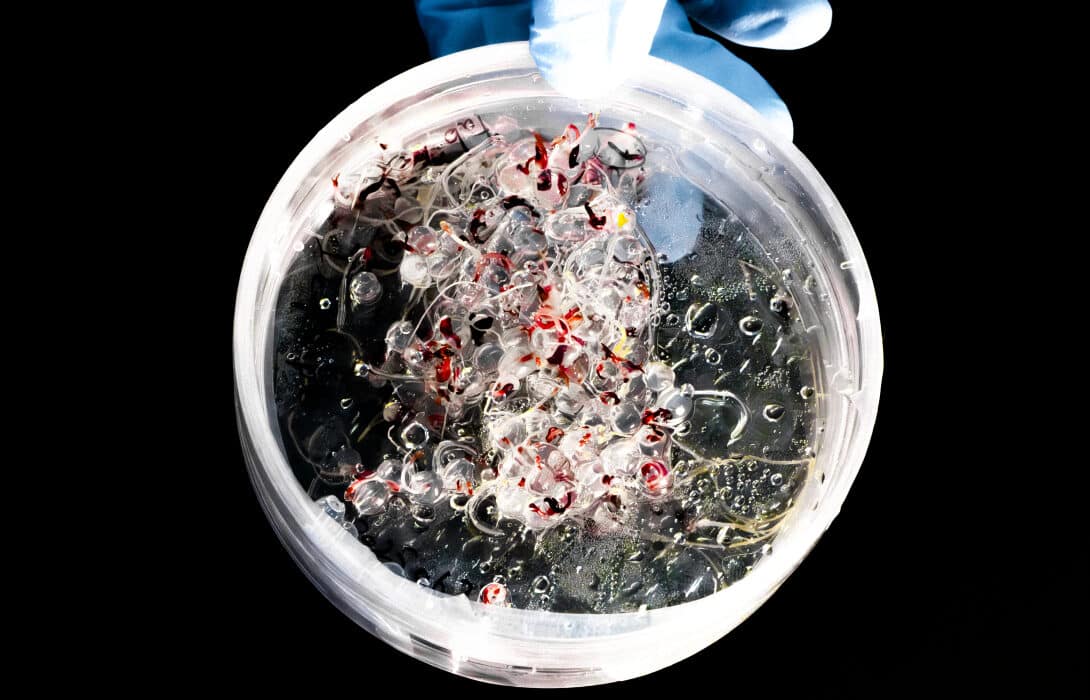 Foray Bioscience and Z's Nutty Ridge have signed a partnership agreement to develop fabricated seeds for proprietary hybrid hazelnut varieties adapted to the northeastern United States.