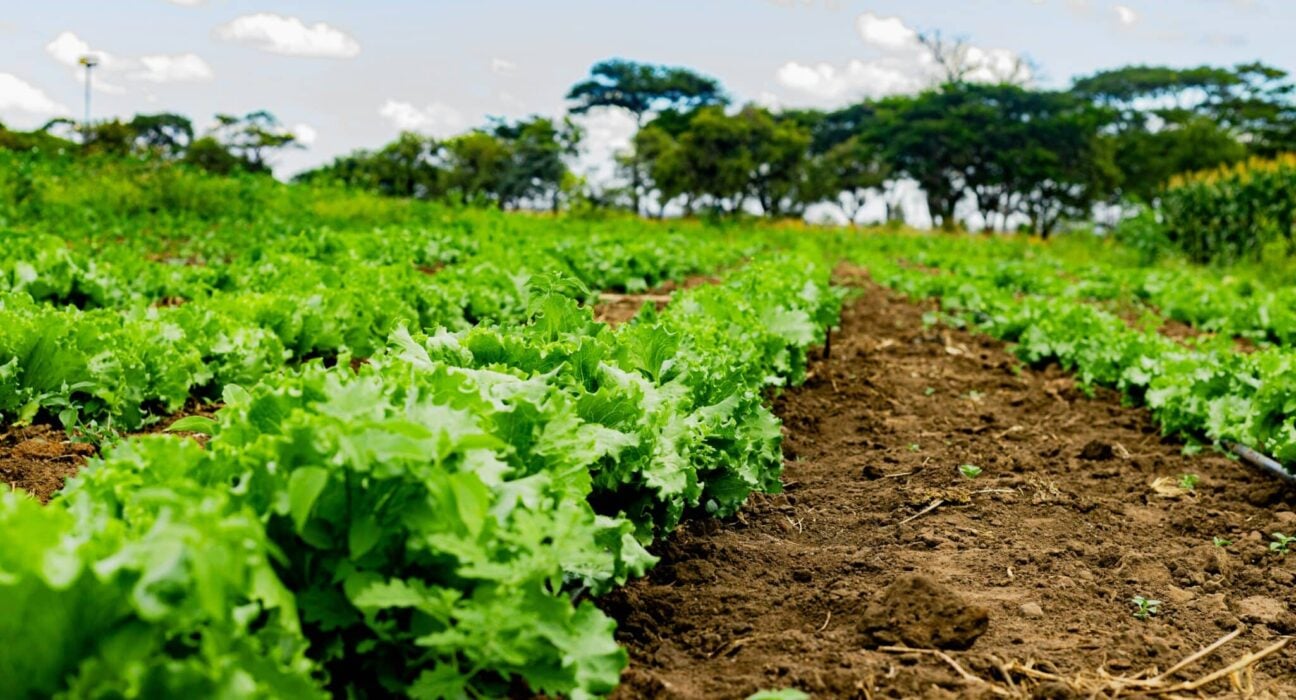 Explore the future of agricultural input in 2025, focusing on durability, risk mitigation, and optimized crop protection.