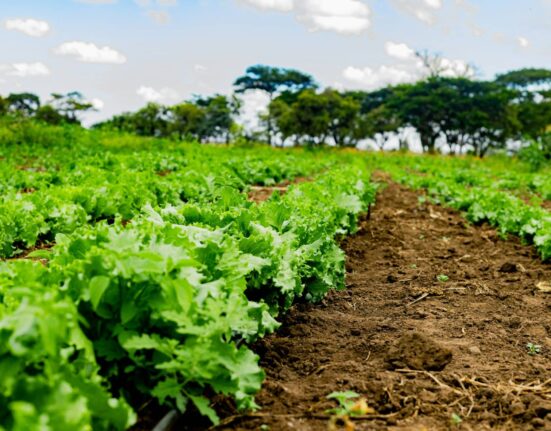 Explore the future of agricultural input in 2025, focusing on durability, risk mitigation, and optimized crop protection.