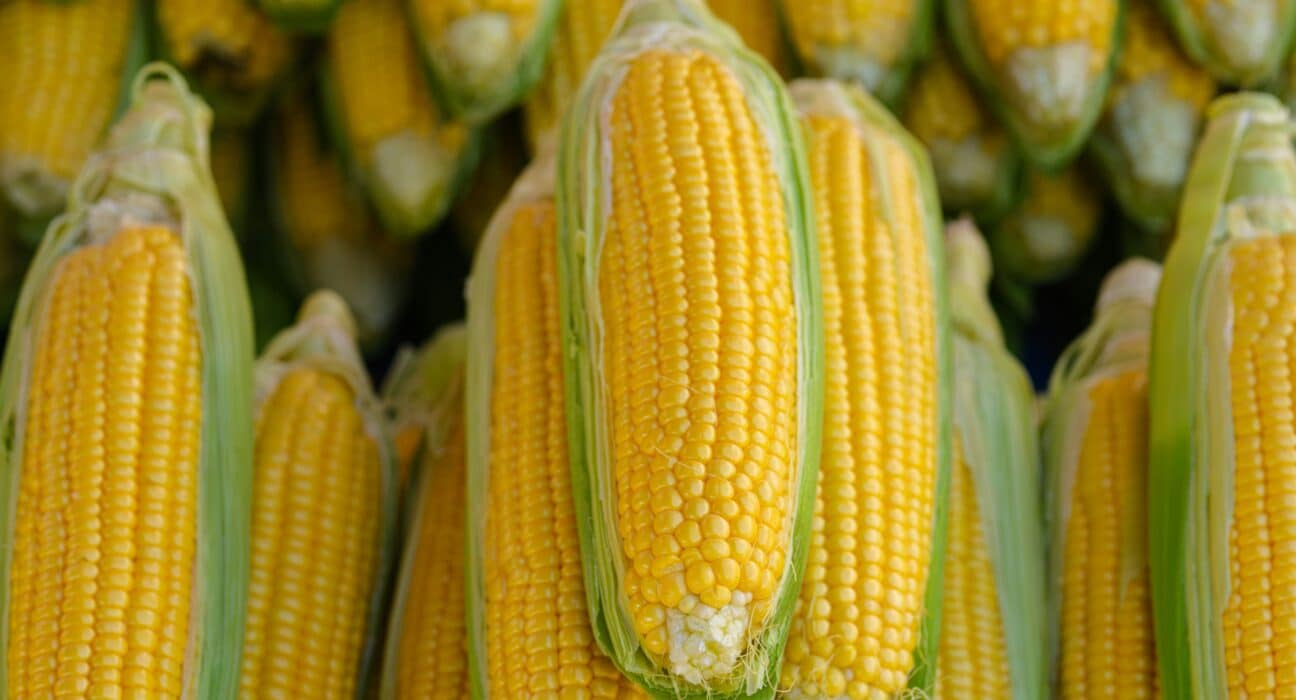 USDA ERS data shows genetically engineered seed adoption now exceeds 90 percent for major U.S. field crops.