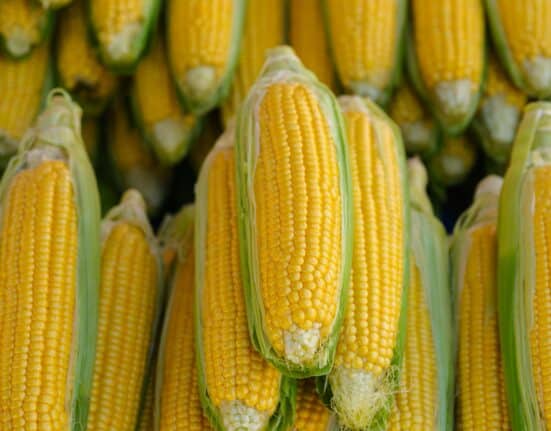 USDA ERS data shows genetically engineered seed adoption now exceeds 90 percent for major U.S. field crops.