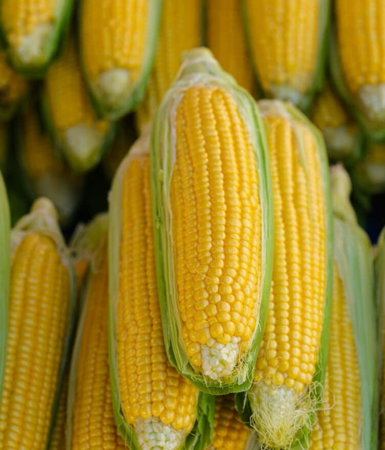 USDA ERS data shows genetically engineered seed adoption now exceeds 90 percent for major U.S. field crops.