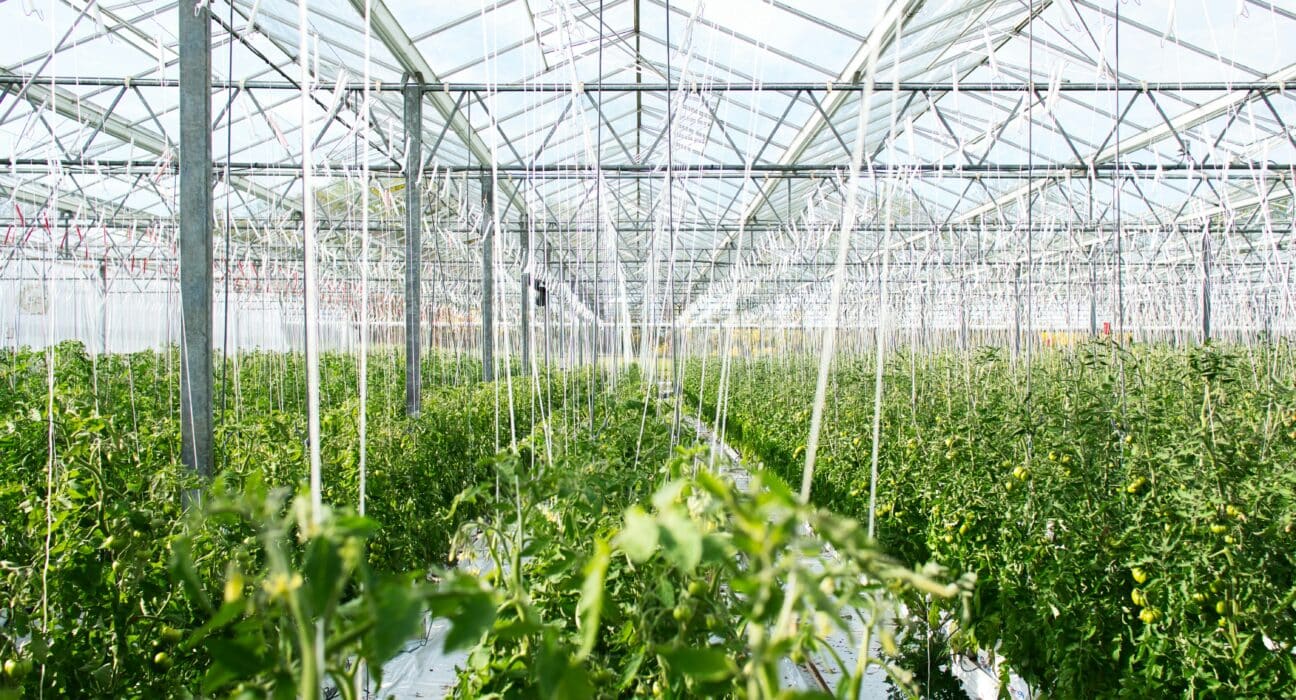 In 2025, CEA innovation highlights operational efficiency through automation, AI-driven management, and strategic partnerships.