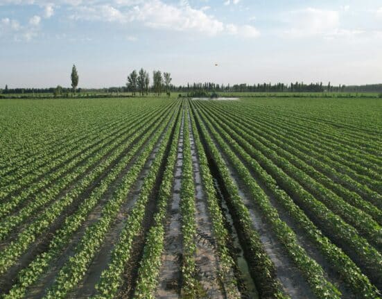 Explore crop protection innovations of 2025, focusing on durability and risk mitigation for pest and disease control.