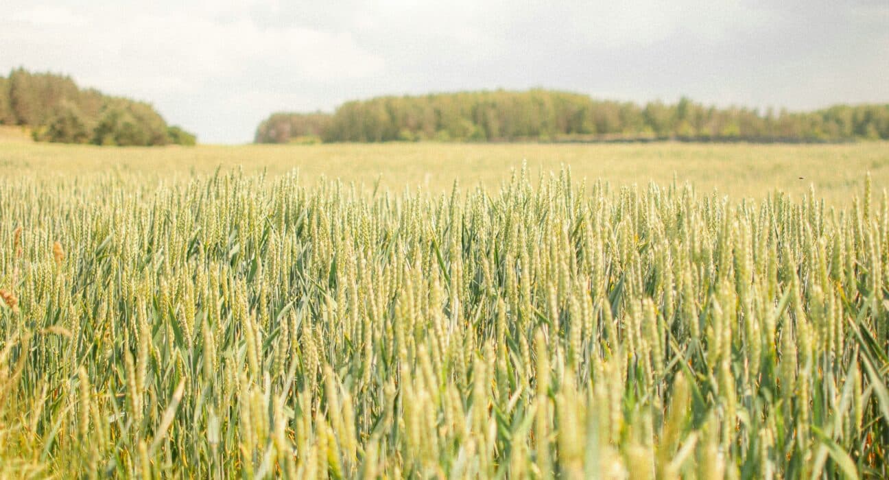 Explore the landscape of European Input Innovation shaped by regulatory constraints and market dynamics in agriculture.