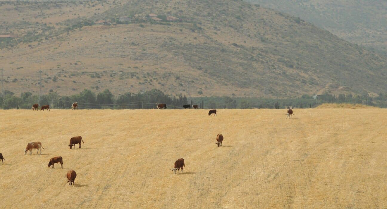 Agriculture in Israel is shaped by exports and cutting-edge technology. Understand its strategic importance and challenges.