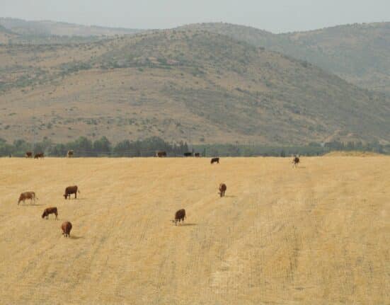 Agriculture in Israel is shaped by exports and cutting-edge technology. Understand its strategic importance and challenges.