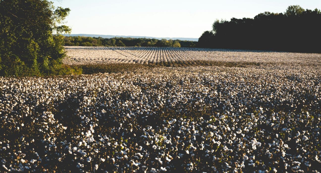 Explore the trends in agricultural innovation for row crops like corn, soybean, and cotton in 2025 and their economic impact.