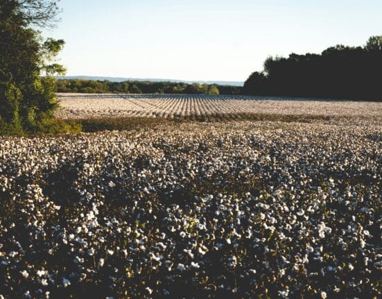 Explore the trends in agricultural innovation for row crops like corn, soybean, and cotton in 2025 and their economic impact.