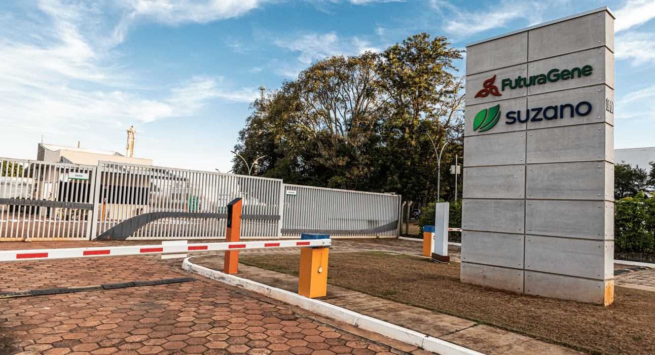 FuturaGene, the biotechnology subsidiary of Suzano, has received formal approval from Brazil’s National Biosafety Technical Commission (CTNBio) for a new gene-edited eucalyptus variety.