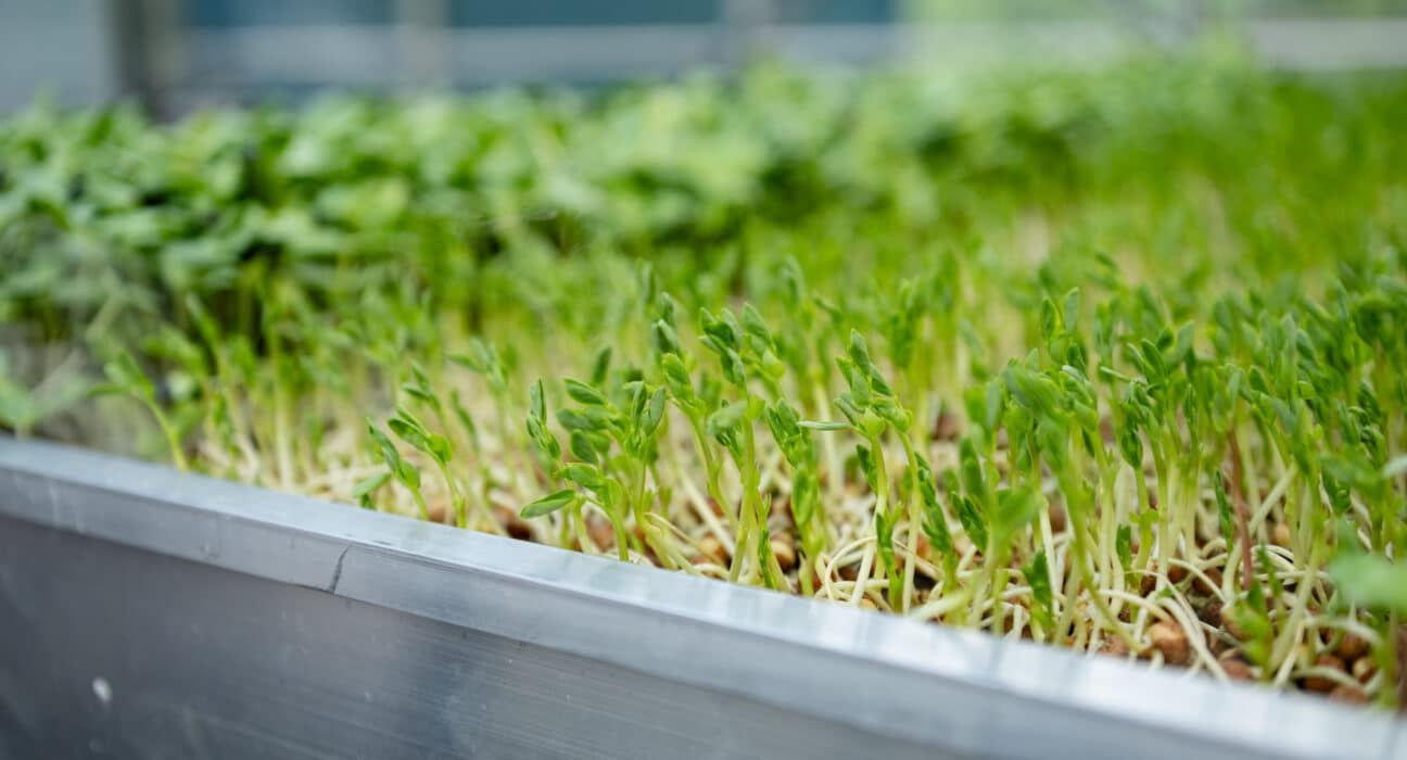 LettUs Grow, in collaboration with the John Innes Centre, Quadram Institute, and University of Bristol, has demonstrated that pea shoots grown via Advanced Aeroponics can deliver the full recommended daily allowance (RDA) of Vitamin B12 in a single 15-gram serving.