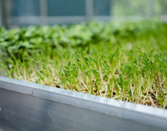 LettUs Grow, in collaboration with the John Innes Centre, Quadram Institute, and University of Bristol, has demonstrated that pea shoots grown via Advanced Aeroponics can deliver the full recommended daily allowance (RDA) of Vitamin B12 in a single 15-gram serving.