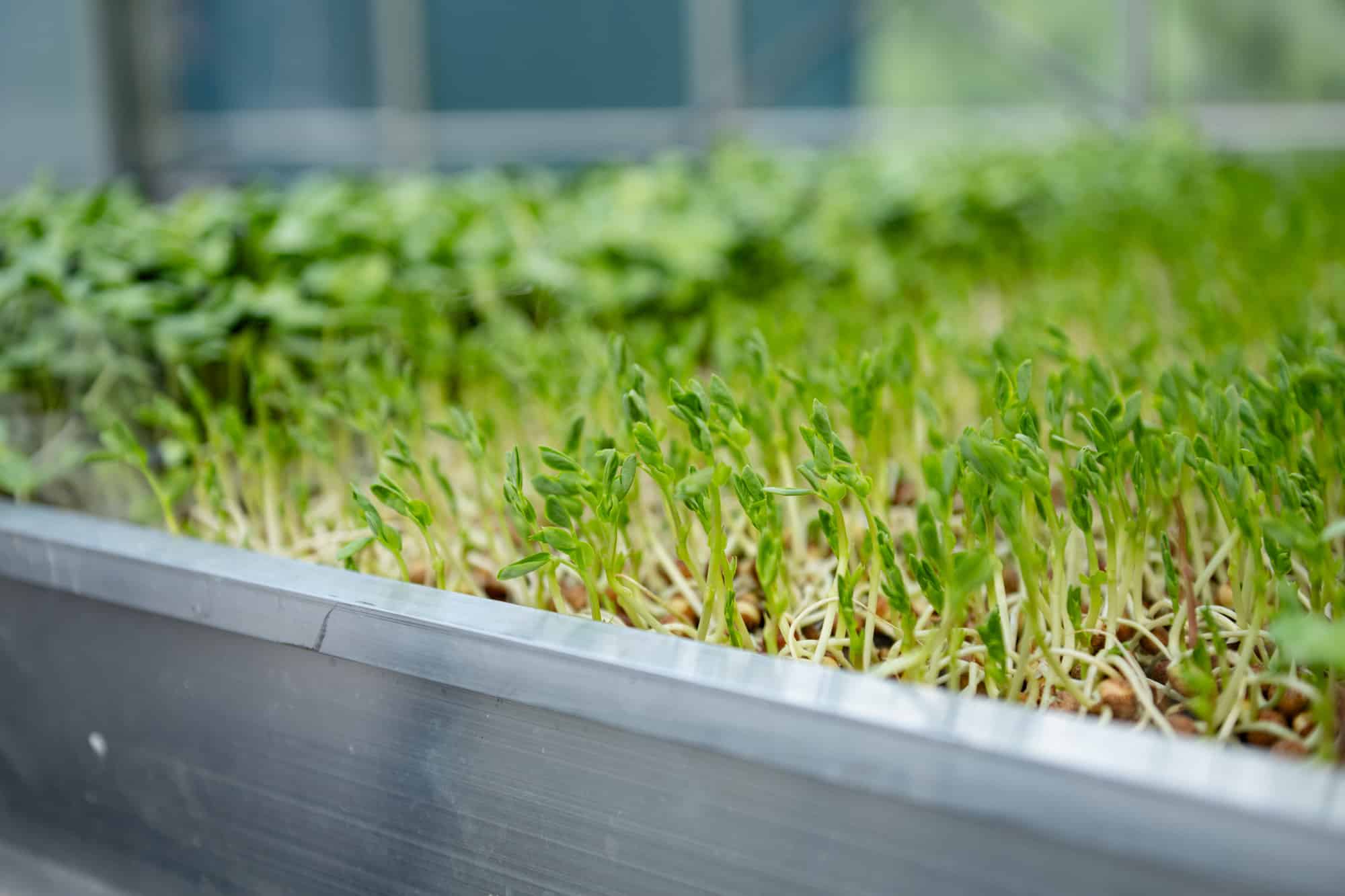 LettUs Grow, in collaboration with the John Innes Centre, Quadram Institute, and University of Bristol, has demonstrated that pea shoots grown via Advanced Aeroponics can deliver the full recommended daily allowance (RDA) of Vitamin B12 in a single 15-gram serving.