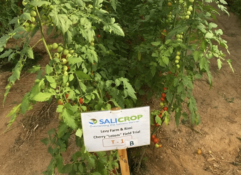 Mercy Corps Ventures launched a pilot project with Salicrop to test a non-GMO seed priming process to enhance tomato plants’ resilience.