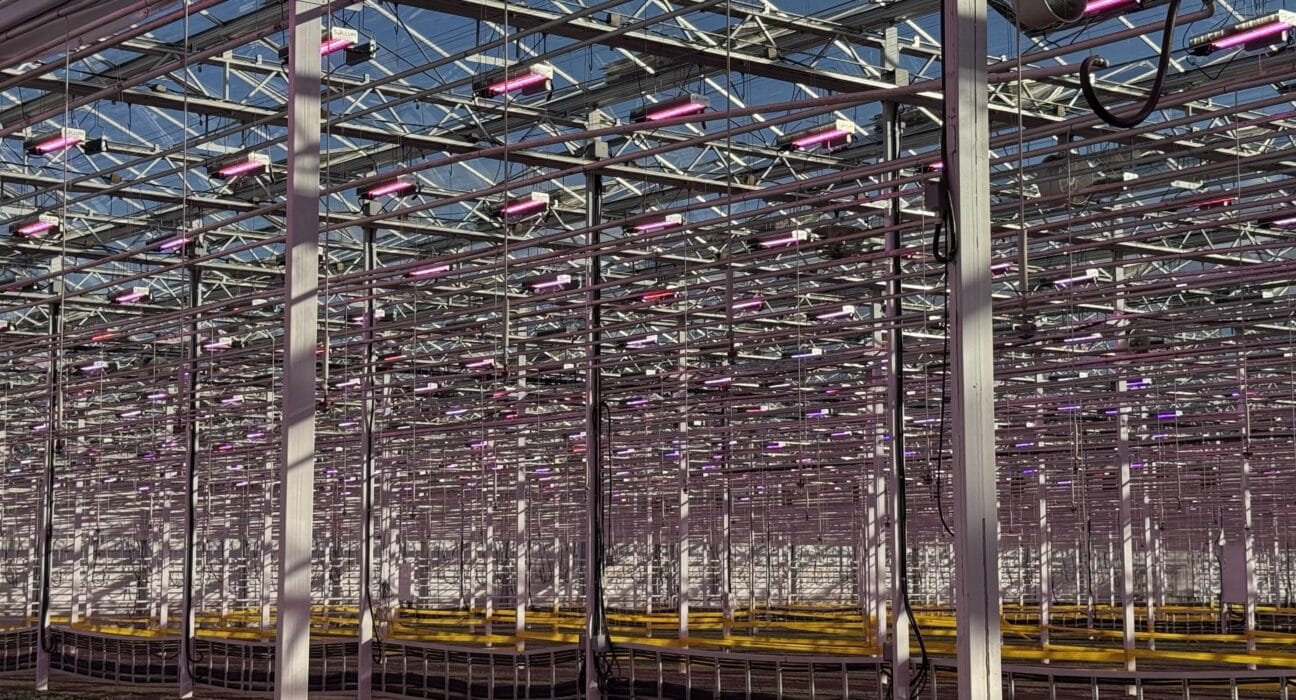 Abhay Thosar combines 25 years of experience in plant physiology and greenhouse practices to transform growing strategies.