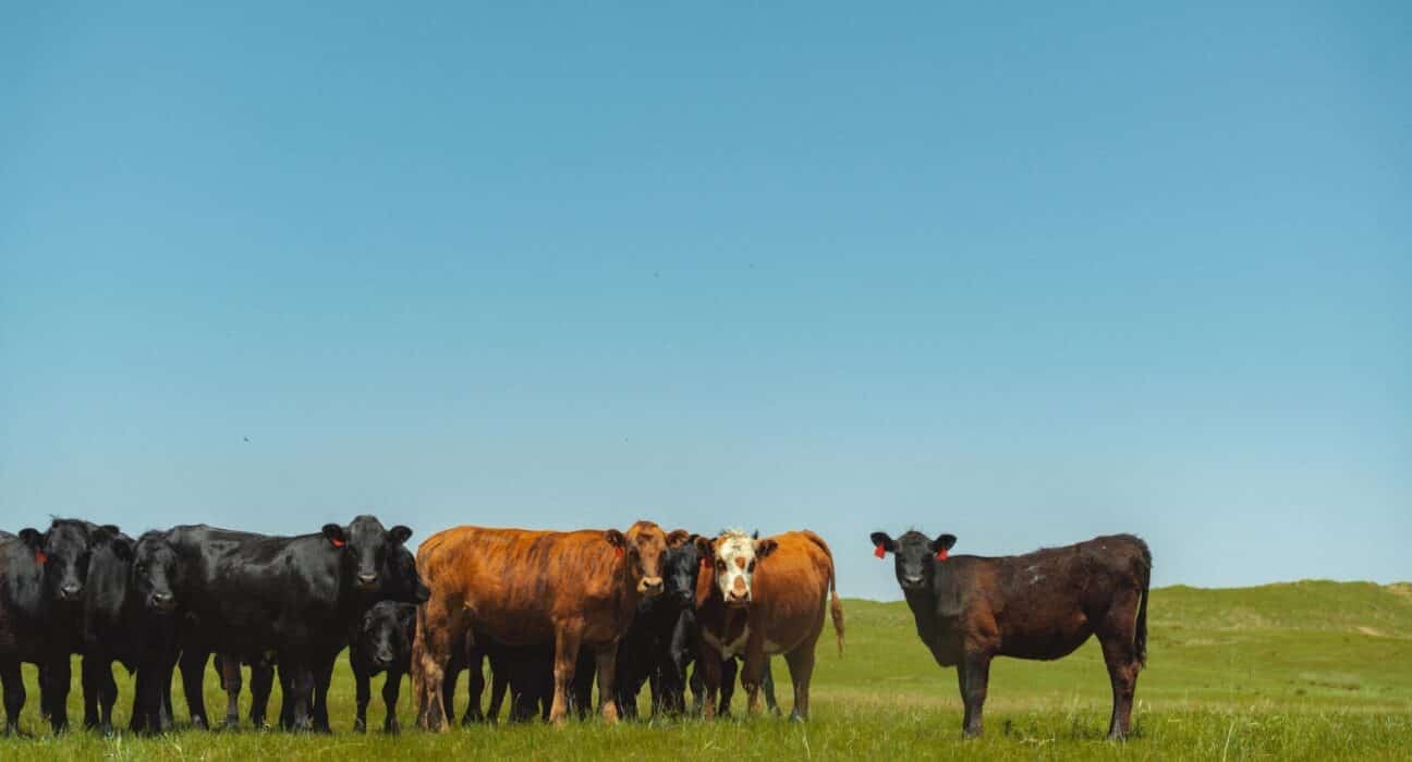 Niman Ranch announced the launch of its Regenerative Organic Certified® (ROC™) beef program, sourced exclusively from U.S. family ranches.