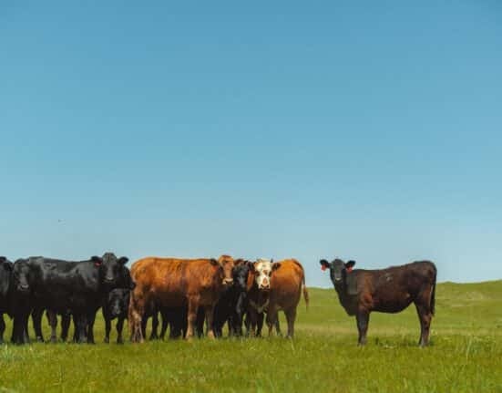 Niman Ranch announced the launch of its Regenerative Organic Certified® (ROC™) beef program, sourced exclusively from U.S. family ranches.