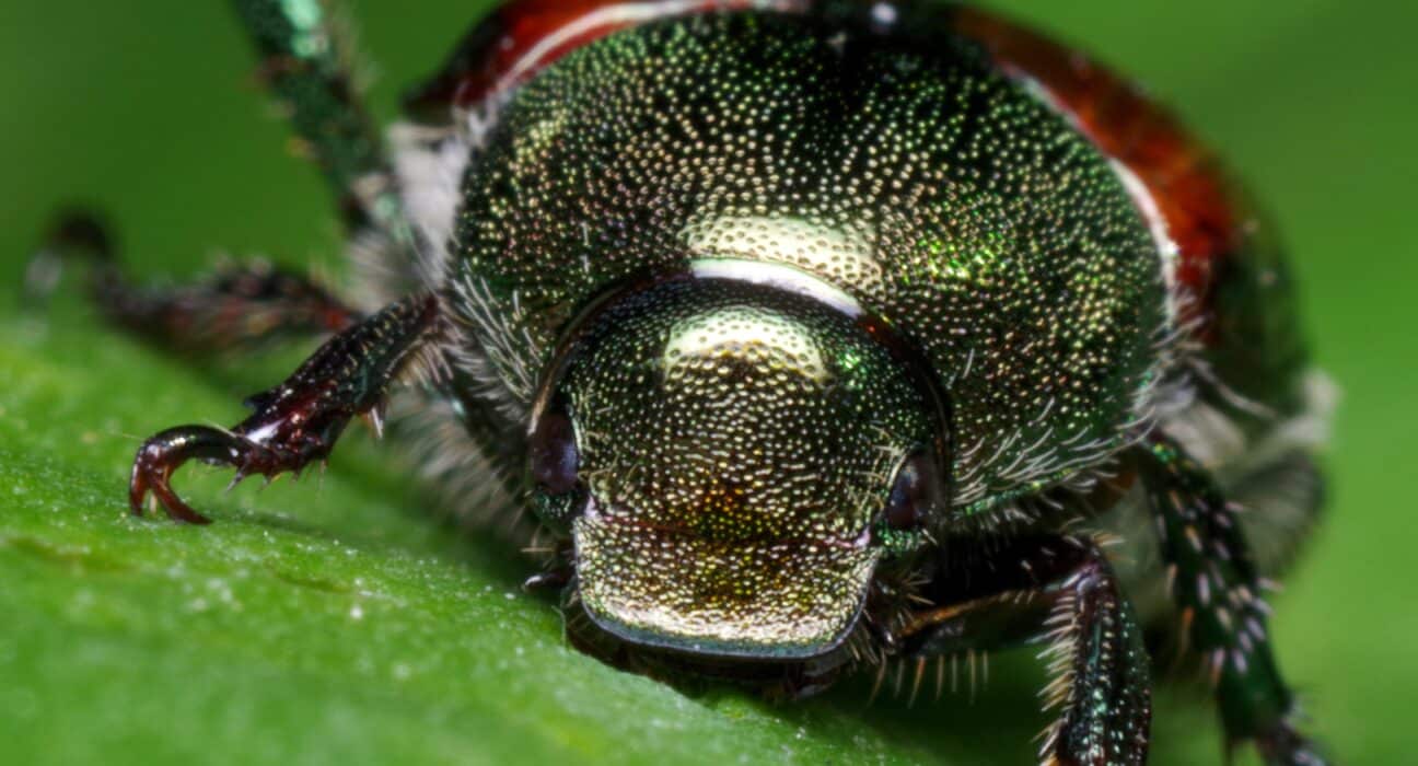 Oregon House Bill 5204 allocated $1.8 million to fund the Oregon Department of Agriculture's Japanese beetle program through the 2026 and 2027 crop years.
