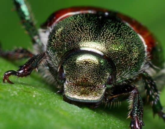 Oregon House Bill 5204 allocated $1.8 million to fund the Oregon Department of Agriculture's Japanese beetle program through the 2026 and 2027 crop years.