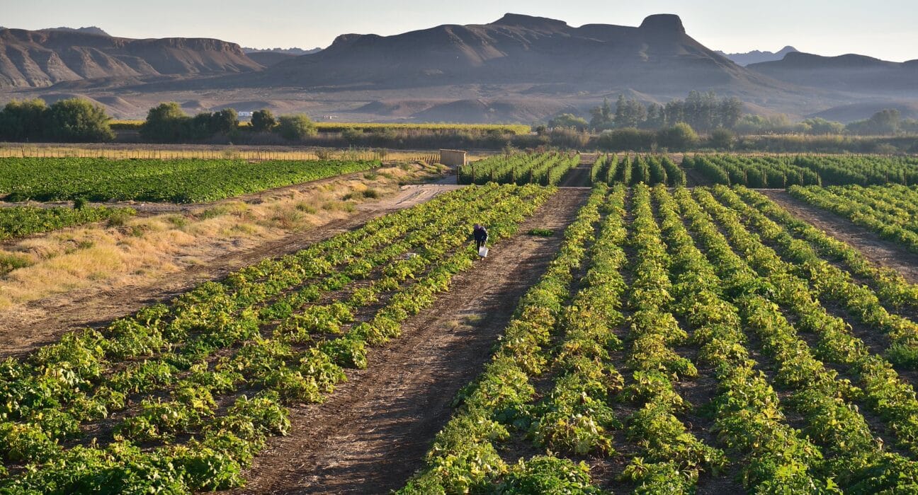 The Northern Cape Agriculture Incubator was launched on Friday, March 20, 2026 at the Boontjieskraal Incubation & Conference Centre.