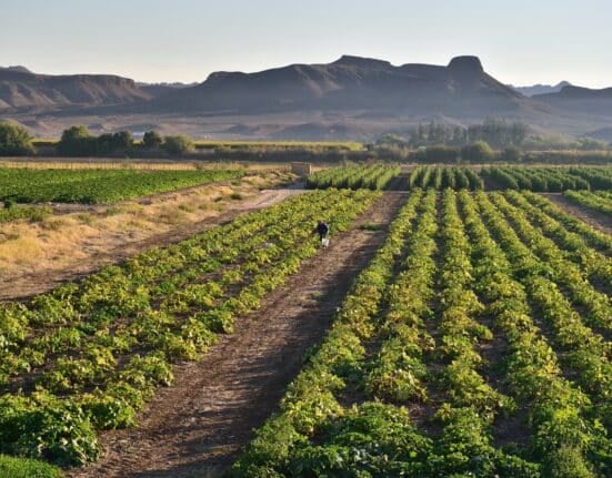 The Northern Cape Agriculture Incubator was launched on Friday, March 20, 2026 at the Boontjieskraal Incubation & Conference Centre.