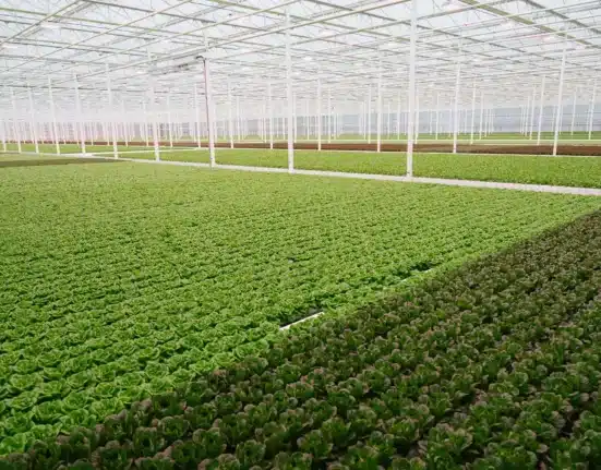 Generate Capital announced the sale of Equinox Growers, a Virginia-based high-tech greenhouse operator, to Taylor Farms, a leading North American fresh food producer.