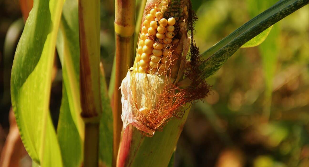 Crop genomics funding transitioned from large-scale platform rounds to targeted, niche-focused investments in specific biological outcomes.