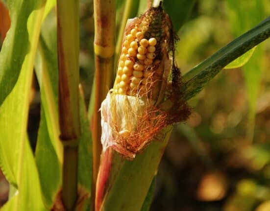 Crop genomics funding transitioned from large-scale platform rounds to targeted, niche-focused investments in specific biological outcomes.