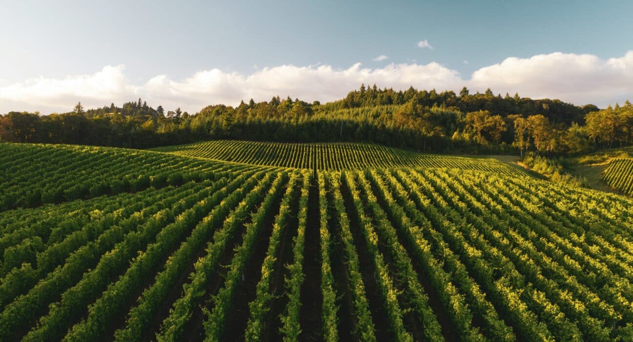 Vista Vineyards announced the launch of a table grape company designed to deliver consistent, year-round supply through integrated operations.