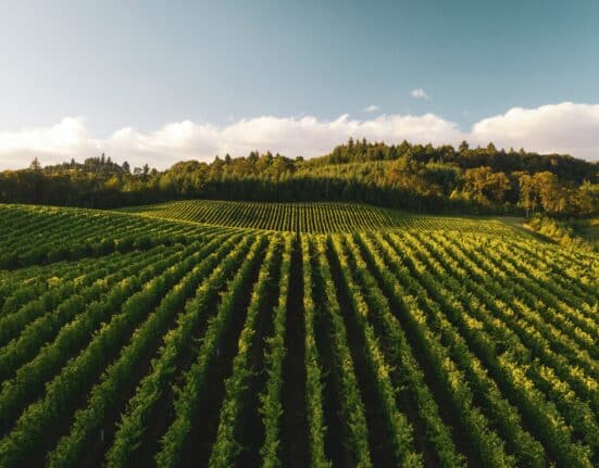 Vista Vineyards announced the launch of a table grape company designed to deliver consistent, year-round supply through integrated operations.