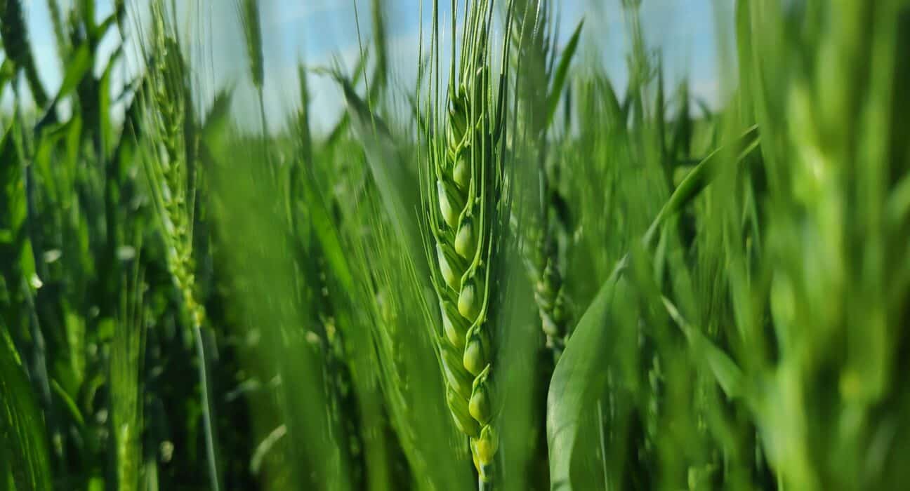 Crop genomics companies are undergoing leadership transitions, moving scientific founders into CTO roles and appointing scale-up CEOs.