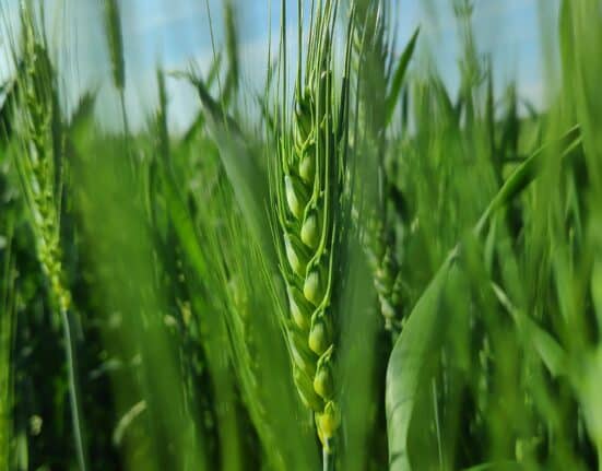 Crop genomics companies are undergoing leadership transitions, moving scientific founders into CTO roles and appointing scale-up CEOs.