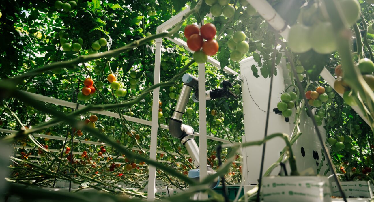 German agritech startup eternal.ag has launched Harvester, a fully autonomous robot designed for tomato harvesting in greenhouses.