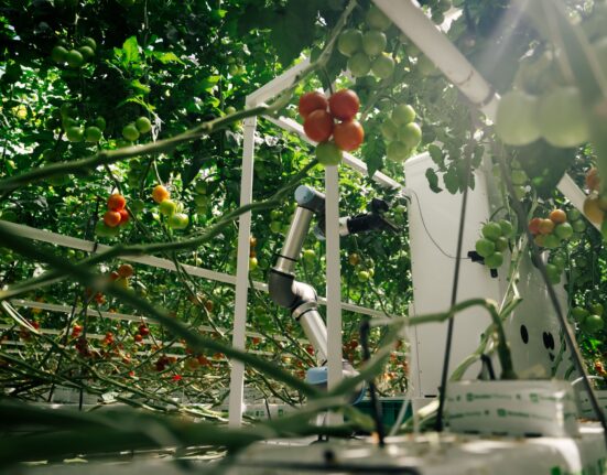 German agritech startup eternal.ag has launched Harvester, a fully autonomous robot designed for tomato harvesting in greenhouses.